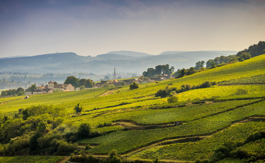 Cosa hanno i vini della Borgogna che tutti li desiderano? 