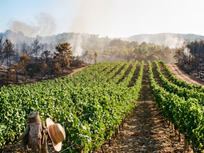 Vigneti che spengono incendi